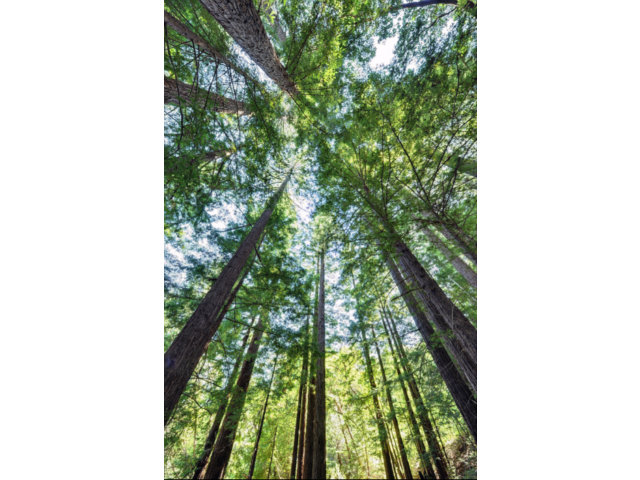 0 Hutchinson Road, LOS GATOS, California 95033, ,Lots And Land,For Sale,Hutchinson Road,40966477