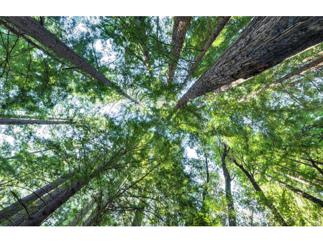 0 Hutchinson Road, LOS GATOS, California 95033, ,Lots And Land,For Sale,Hutchinson Road,40966477