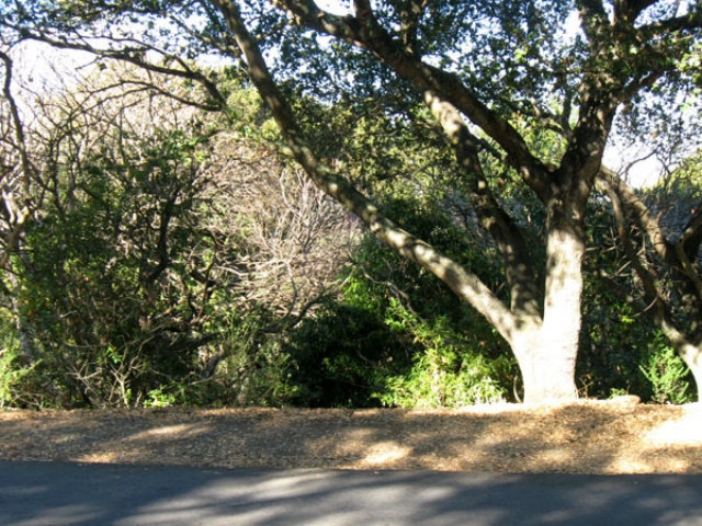 0 PALOMAR Drive, REDWOOD CITY, California 94062, ,Lots And Land,For Sale,PALOMAR Drive,40966487