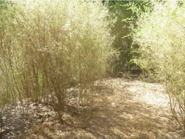 0 PARK Way, SUNOL, California 94586, ,Lots And Land,For Sale,PARK Way,40966471