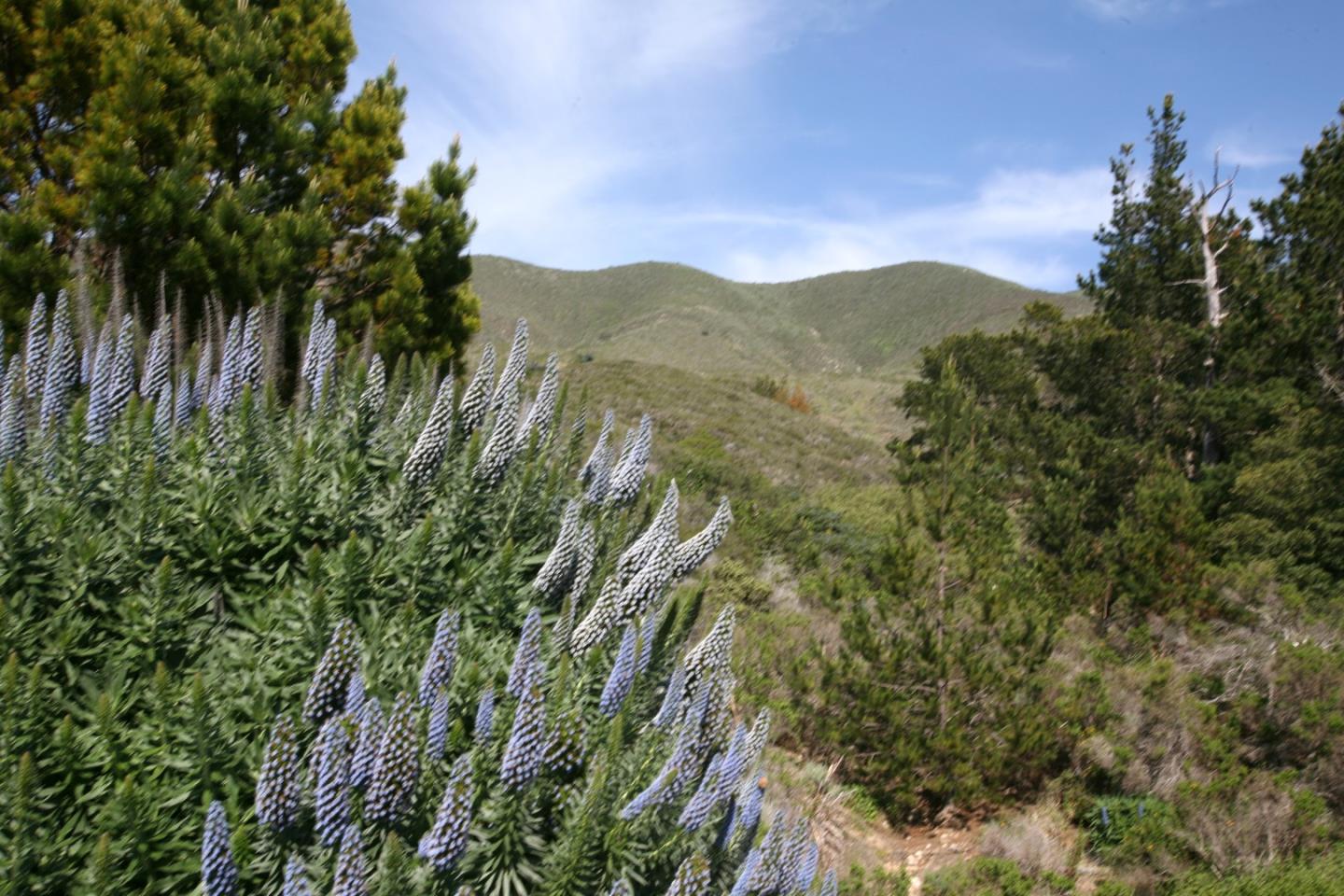 31613 Highway 1, OTHER - SEE REMARKS, California 93923, ,Lots And Land,For Sale,Highway 1,40966458