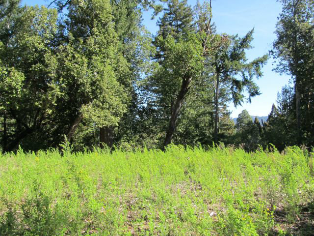 0 Robin Hood Lane, SAN LORENZO, California 95006, ,Lots And Land,For Sale,Robin Hood Lane,40966449
