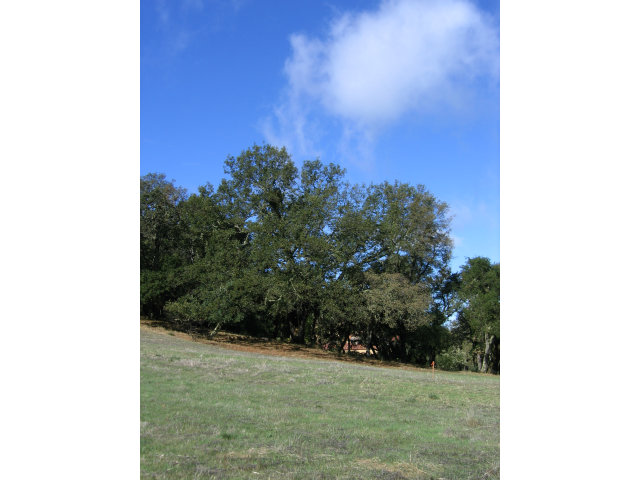 9 BUCK MEADOW Drive, PORTOLA VALLEY, California 94028, ,Lots And Land,For Sale,BUCK MEADOW Drive,40966446