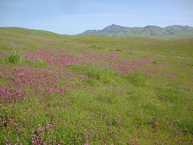 0 JOHN SMITH Road, HOLLISTER, California 95023, ,Lots And Land,For Sale,JOHN SMITH Road,40966433