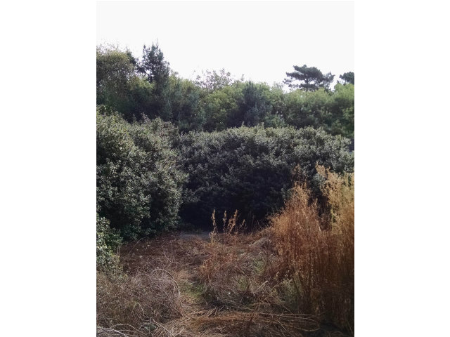 1213 AUDUBON Avenue, MONTARA, California 94037, ,Lots And Land,For Sale,AUDUBON Avenue,40966440